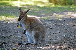 Wallabie