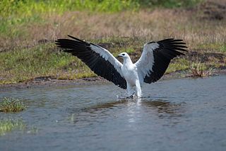 White breasted sea
          eagle