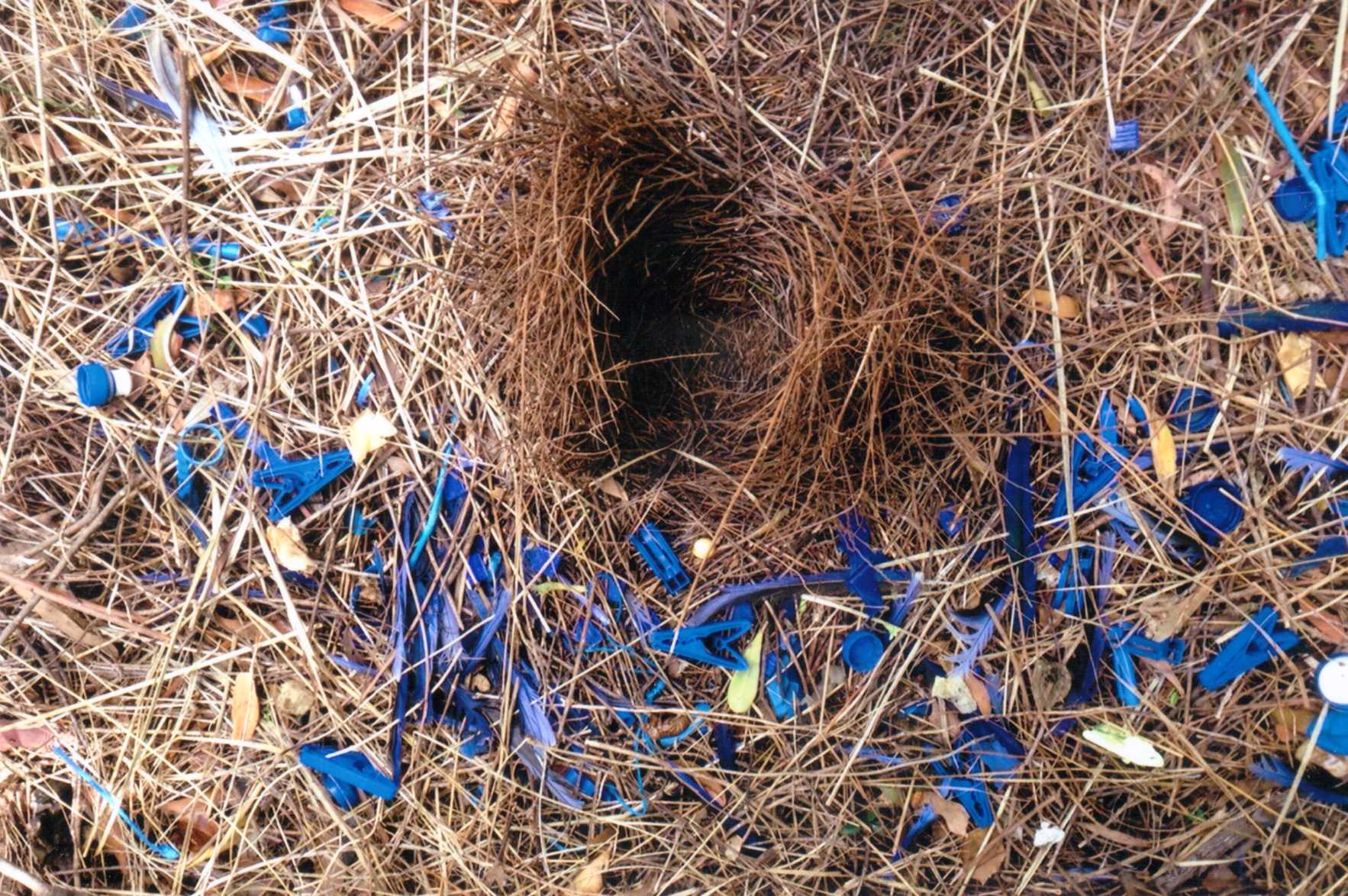 Bower bird's nest