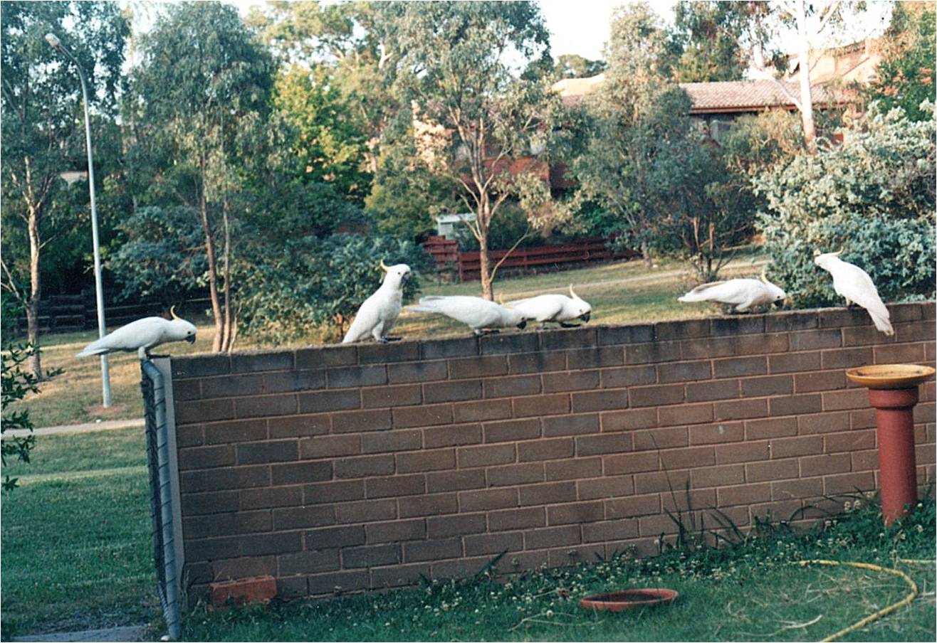 Cockatoos in
Garran, ACT