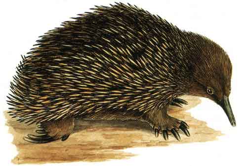 Echidna by Cayley