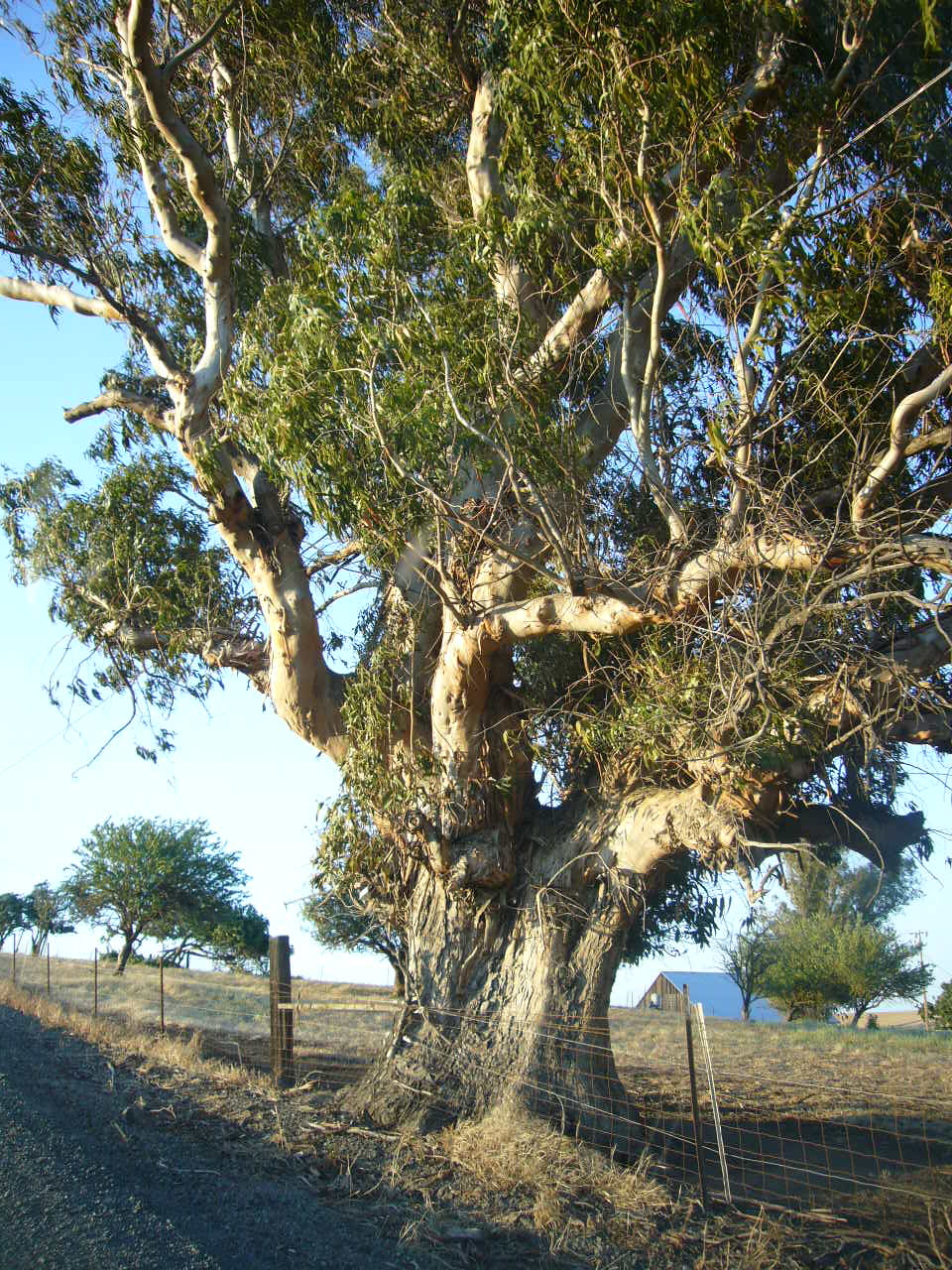 CA Eucalypt