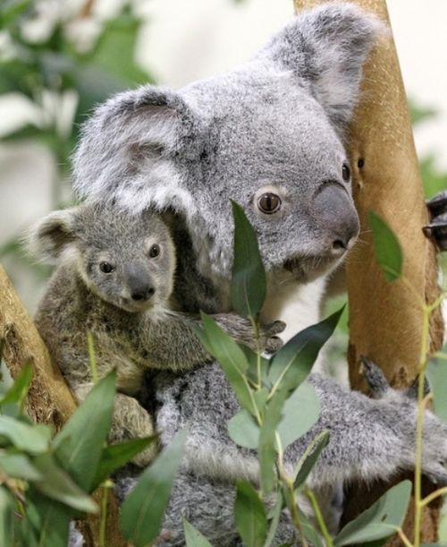 Koala in
Carolina